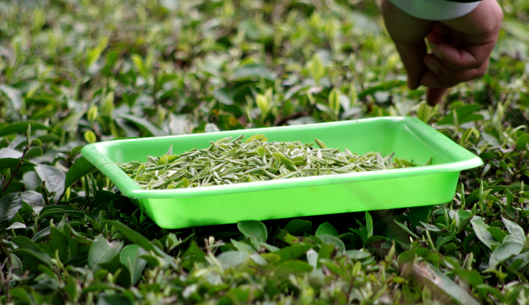 米江公司第一届茶叶“开采节”暨