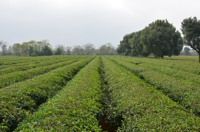 茶园风光
